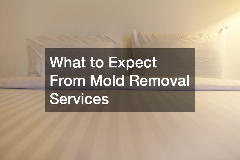 What to Expect From Mold Removal Services